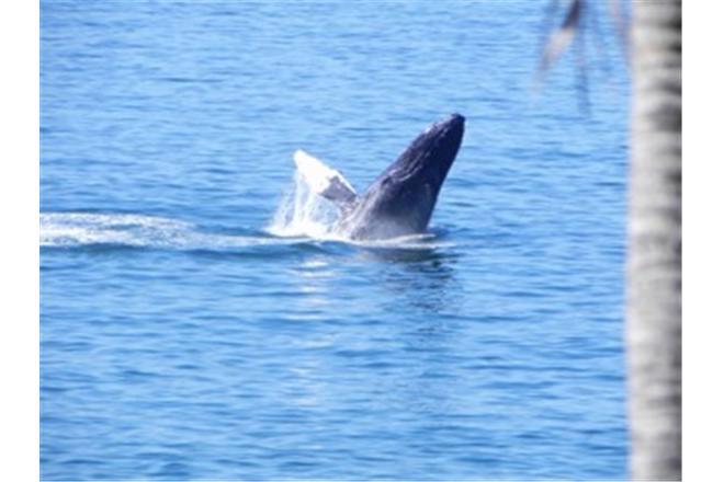 gay puerto vallarta and whale watching from conchas chinas beach